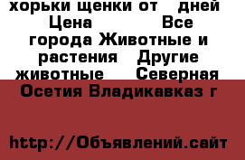 хорьки щенки от 35дней › Цена ­ 4 000 - Все города Животные и растения » Другие животные   . Северная Осетия,Владикавказ г.